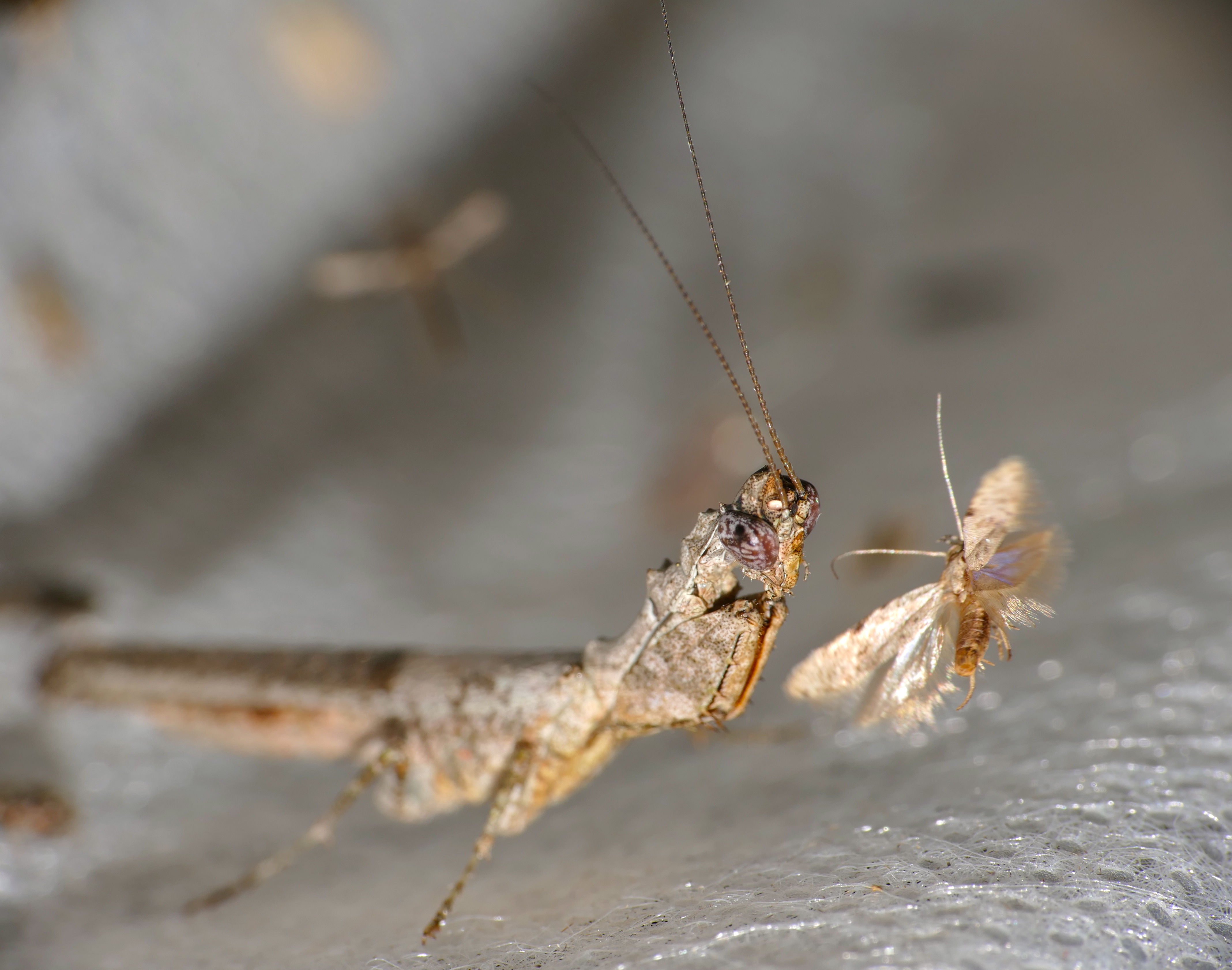 Hymenopodid Mantis (Oxypiloidea sp.) (17113852268).jpg