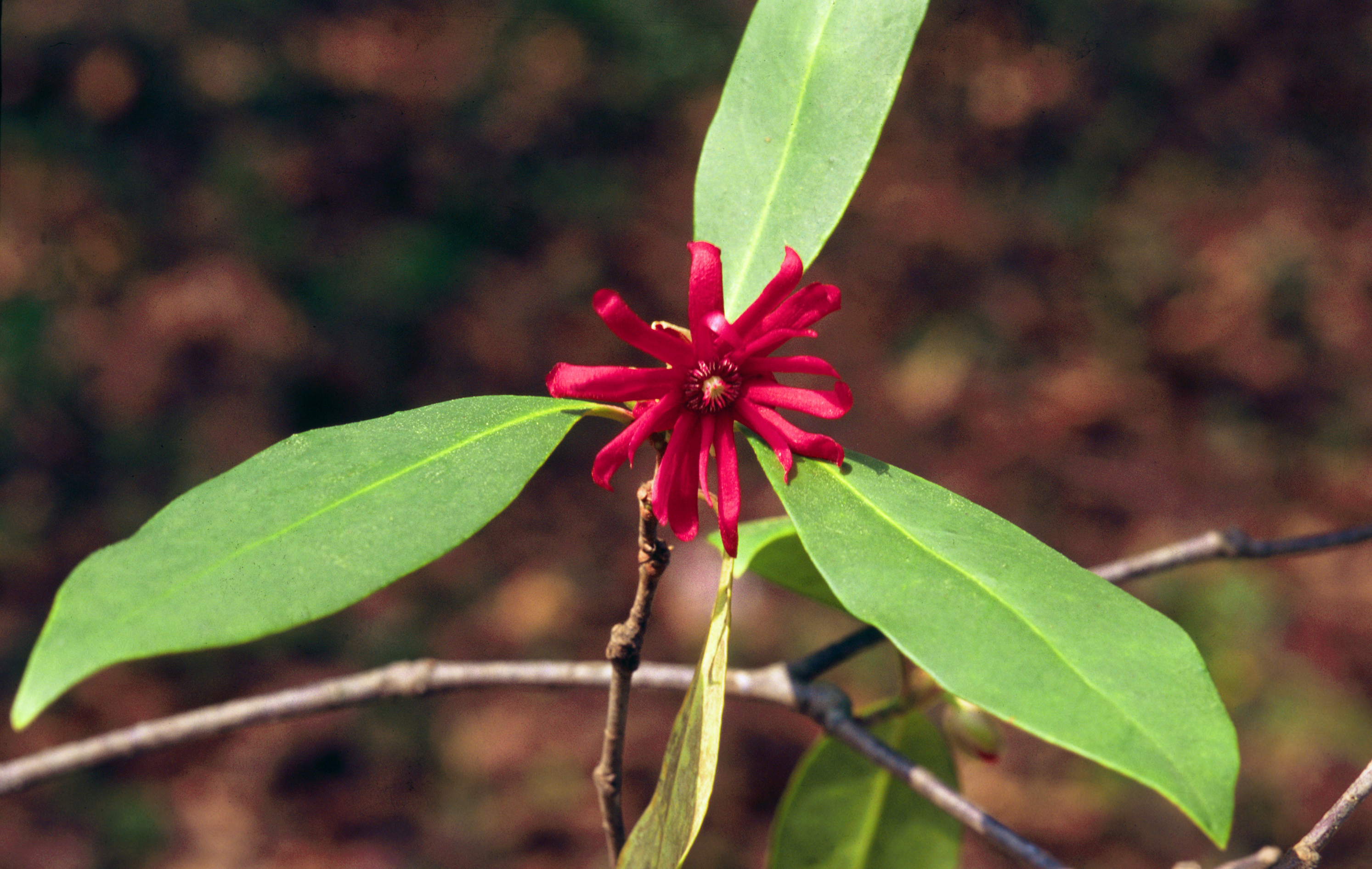 Illicium floridanum, badiane de Floride : plantation, culture