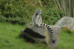 http://upload.wikimedia.org/wikipedia/commons/b/be/LemurZSLWhipsnade.JPG