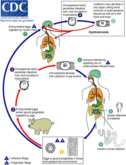 File:Life cycle.gif