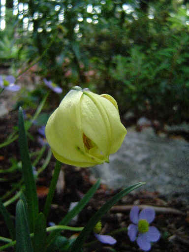 File:Lilium lophophorum.jpg