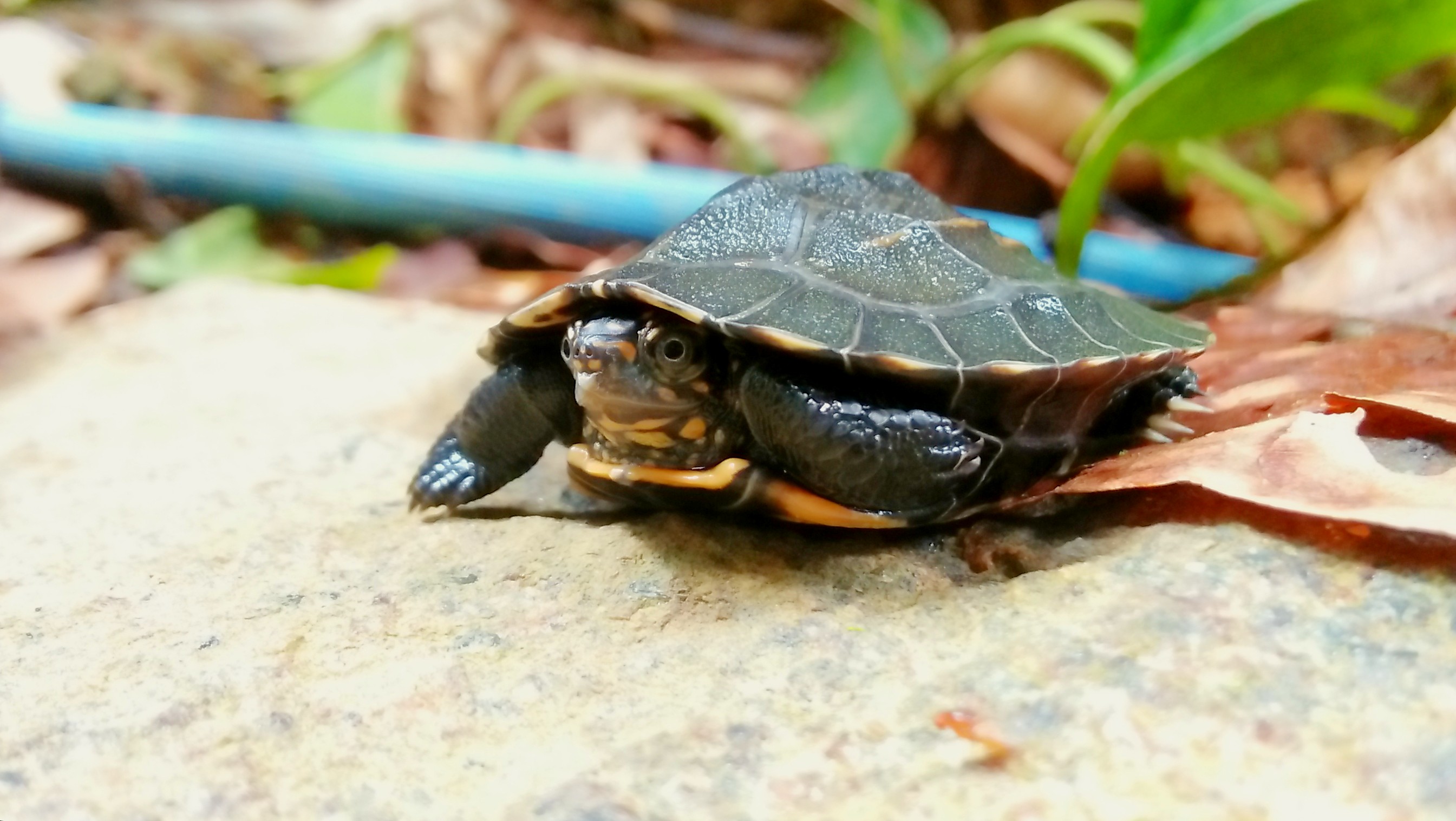 baby indian spotted pond turtle