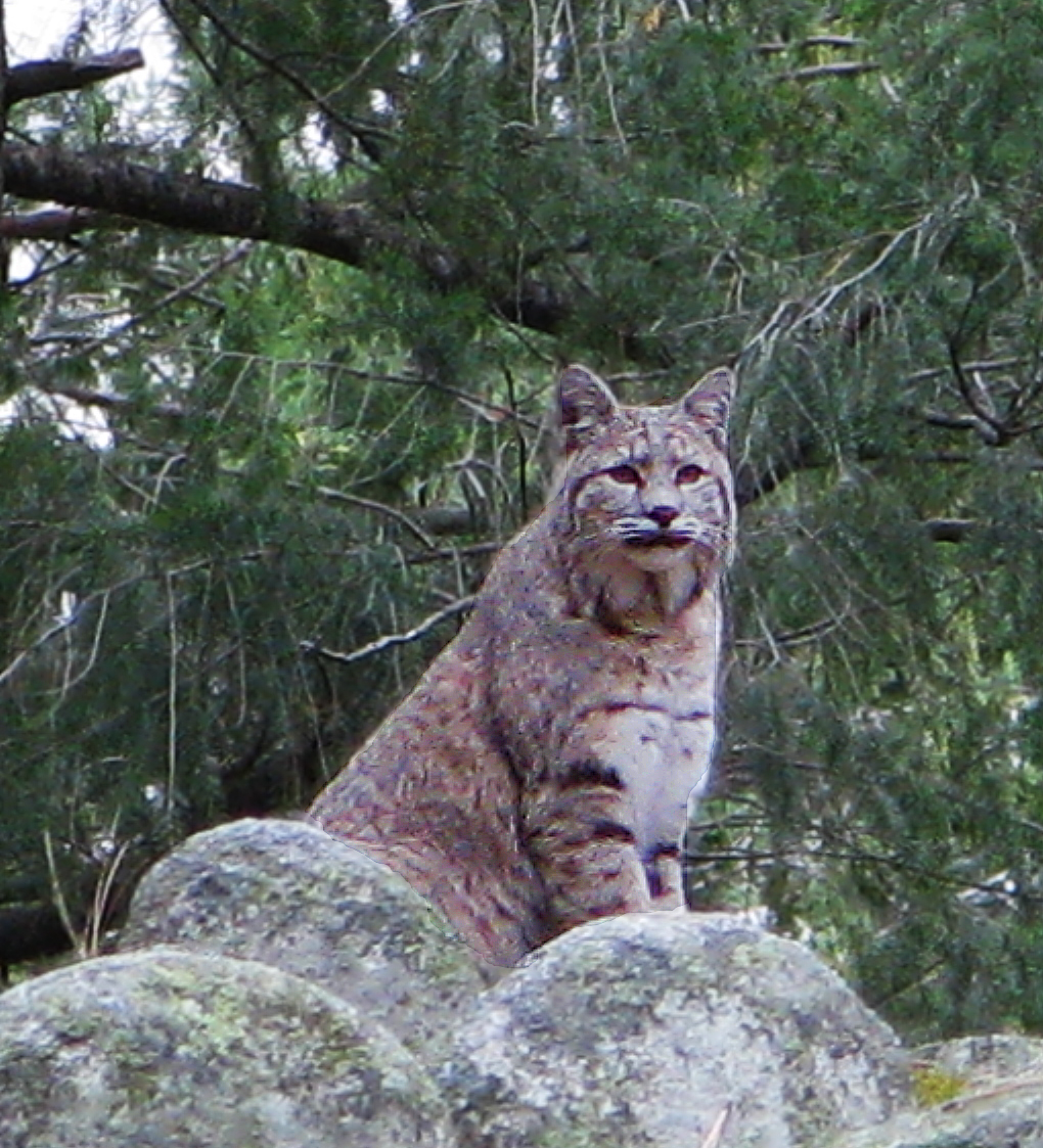 Bobcat - Wikipedia