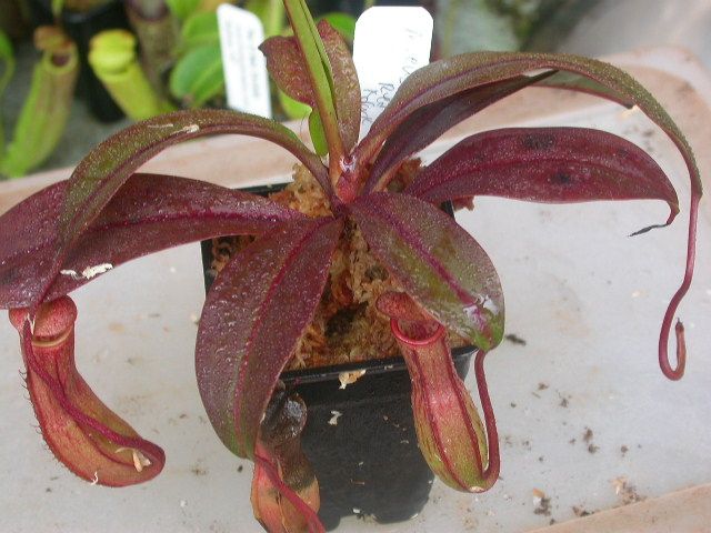 File:N eustachya red purple2.jpg