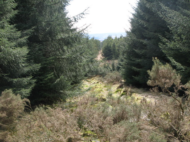 File:Narrow firebreak in the plantation on Glenwhistle Hill (3) - geograph.org.uk - 762197.jpg