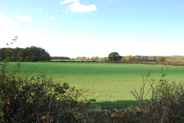 File:New Growth in the Fields on the side of the A515 - geograph.org.uk - 2682547.jpg