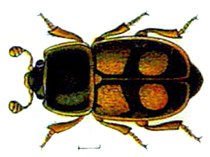 Nitidula carnaria Species of beetle