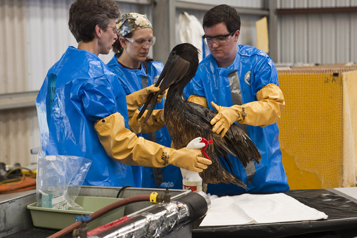 File:Oiled pelican 03 Dawn IBRRC 2010.05.04 B6X1896.jpg