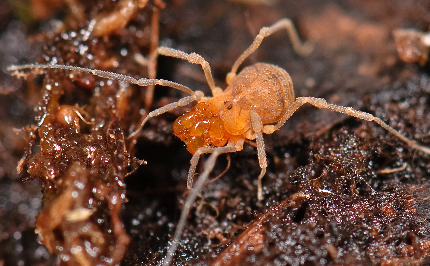 Opiliones - Wikipedia