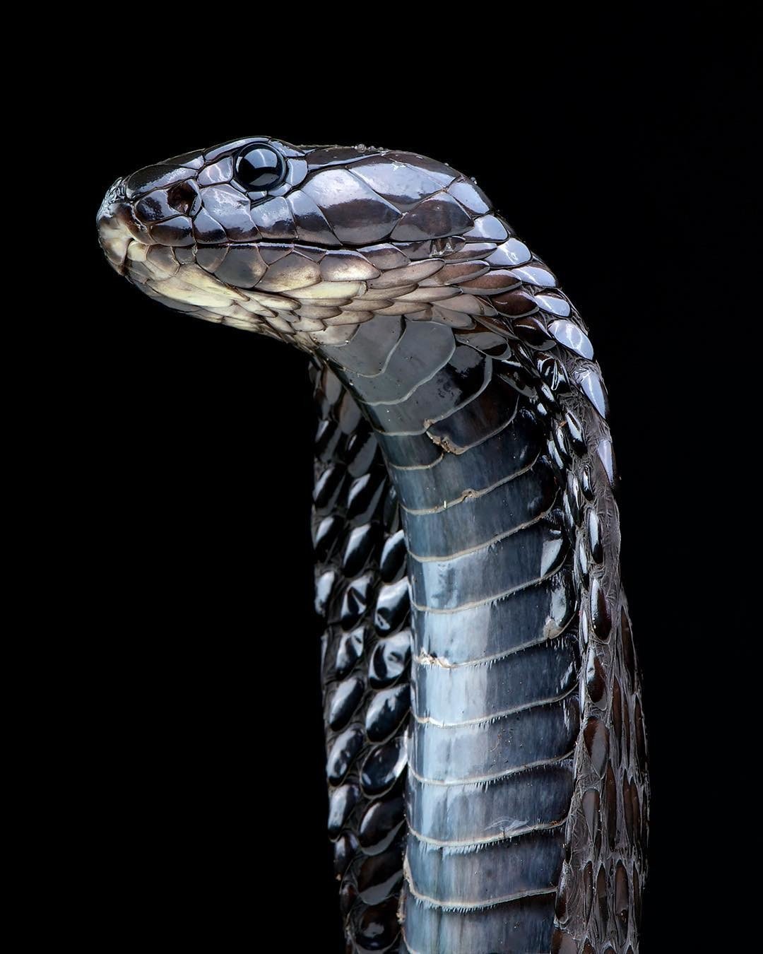 File:Ouraeus cobra (Upper Scales).jpg - Wikimedia Commons