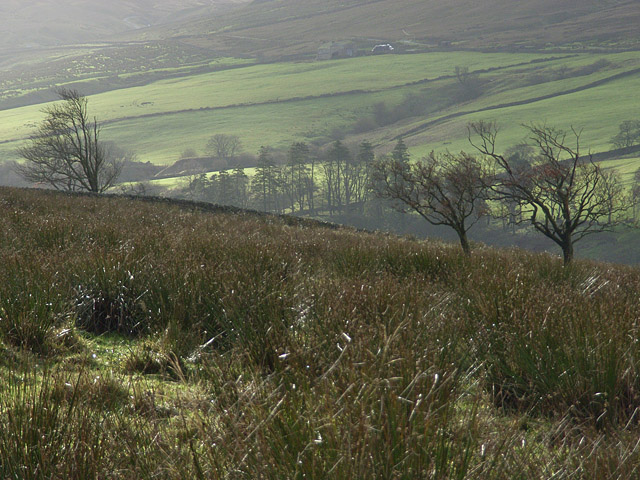 File:Pastures, High Ashgill - geograph.org.uk - 285898.jpg