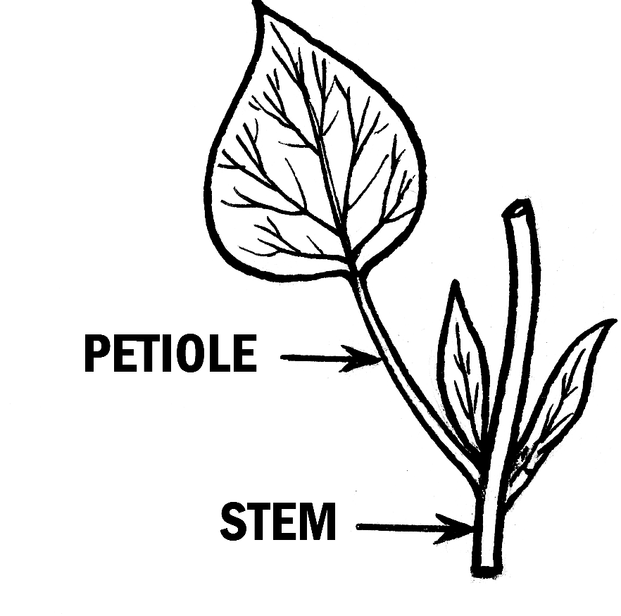 petiole