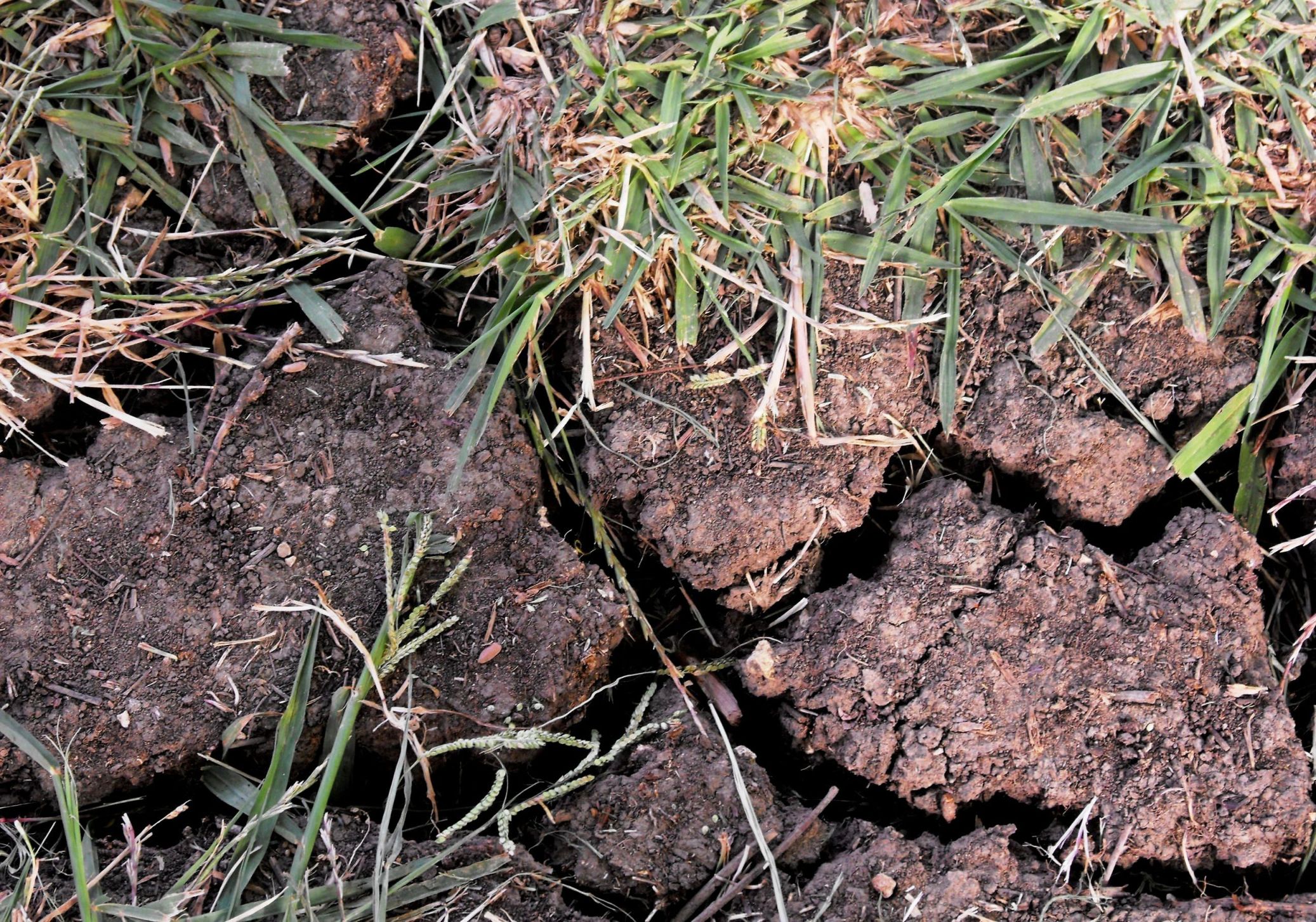 Земля ран. Soil of Israel.