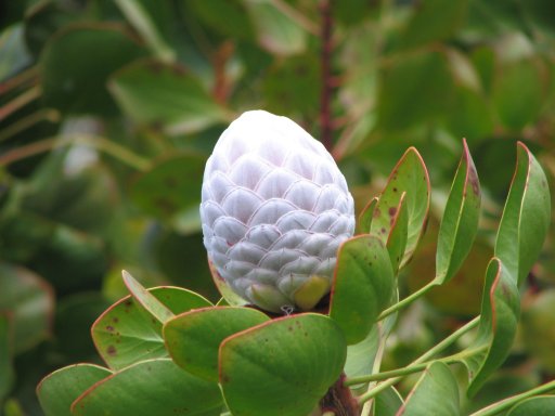 File:Protea geschlossen.jpg