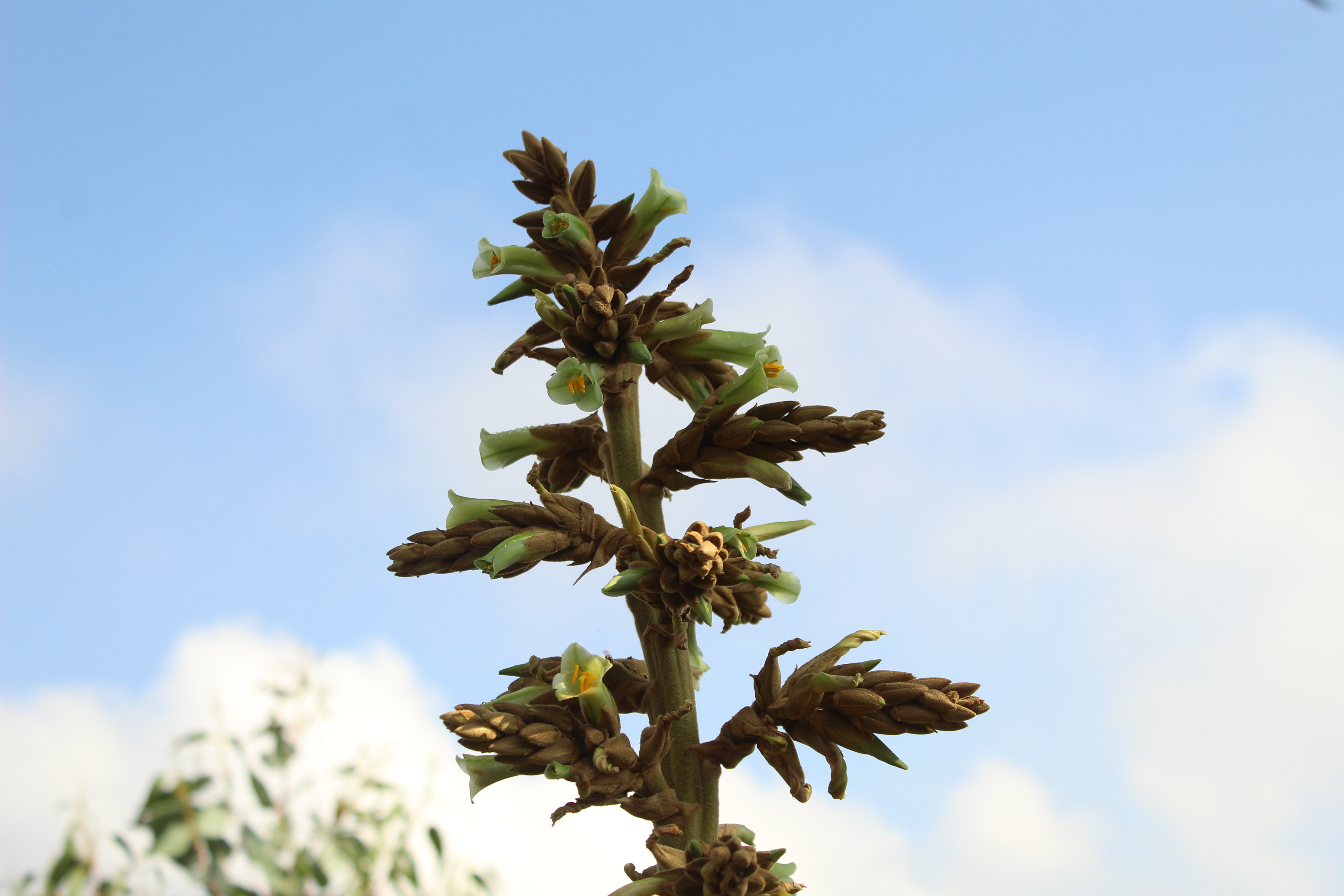 Puya bicolor - Wikipedia, la enciclopedia libre