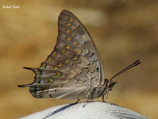 File:RN033 Charaxes fabius UN.jpg