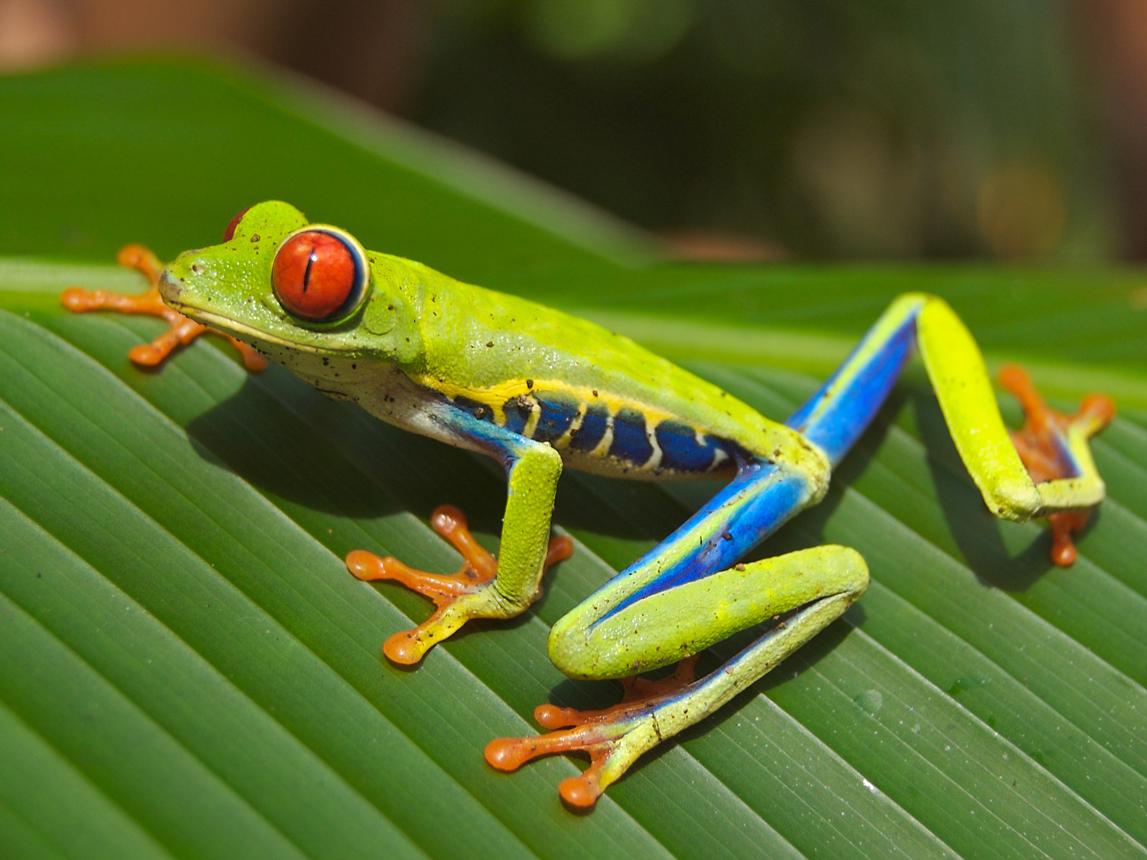 Tree Frogs Chill Out To Collect Precious Water