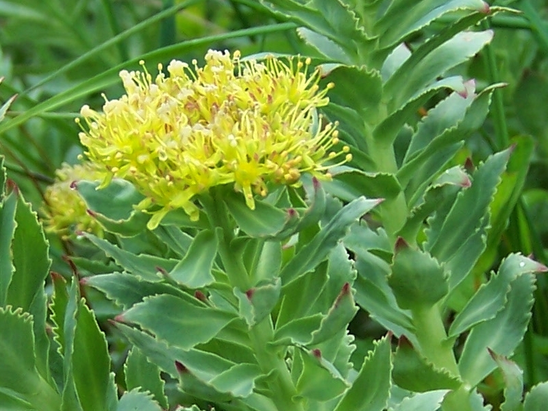 File:Rhodiola rosea a4.jpg