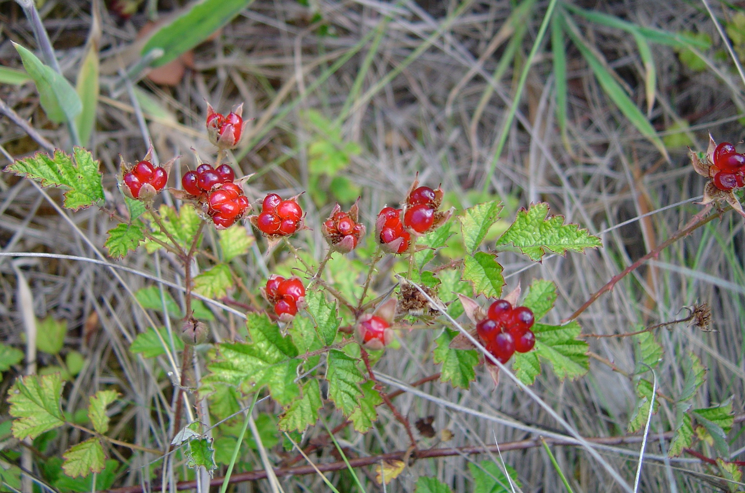 Rubus parvifolius - Fruit That Starts With P