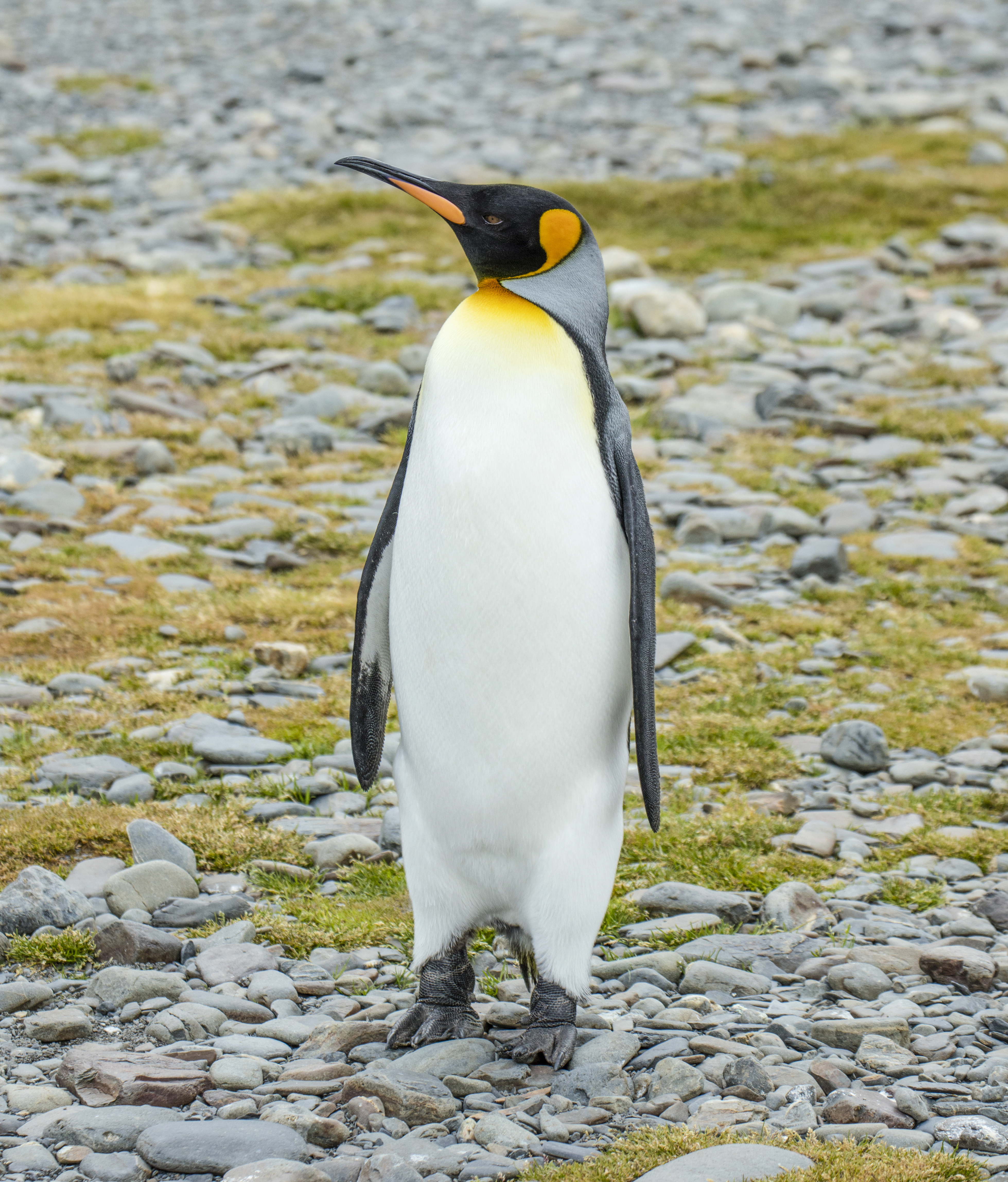 was Fictief cache King penguin - Wikipedia