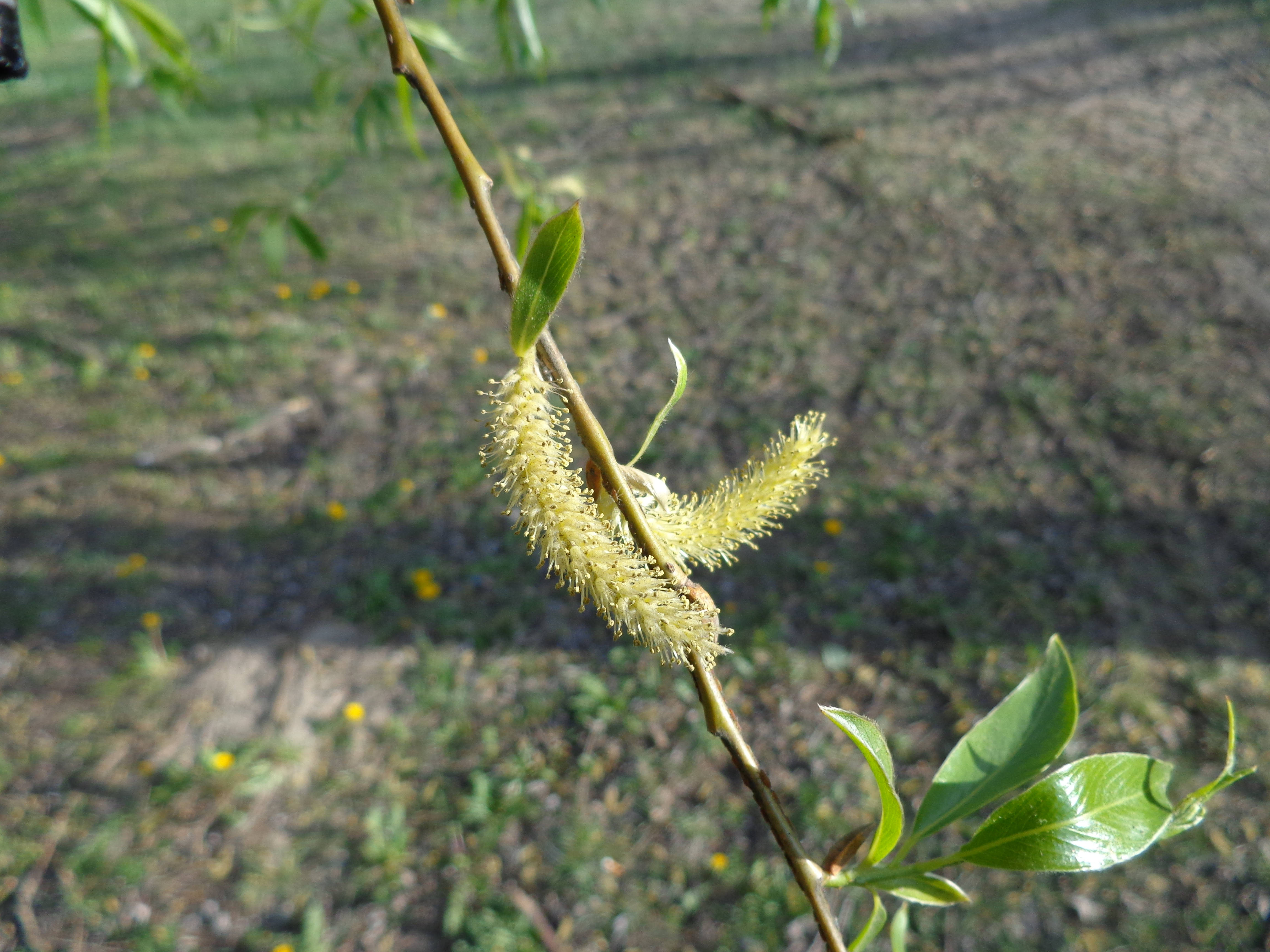 Ива ломкая корни. Саликс фрагилис. Salix canariensis. Salix fragilis "Americana". Salix × fragilis зимой.