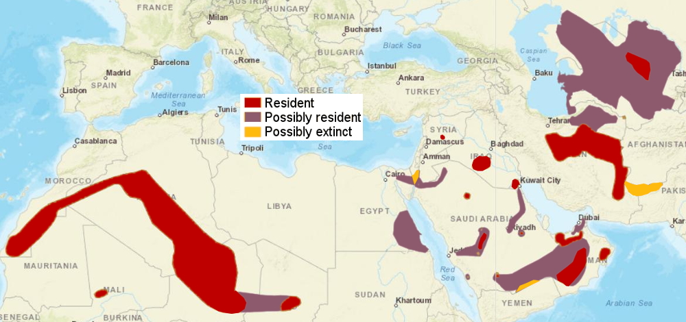 SandCat distribution.jpg