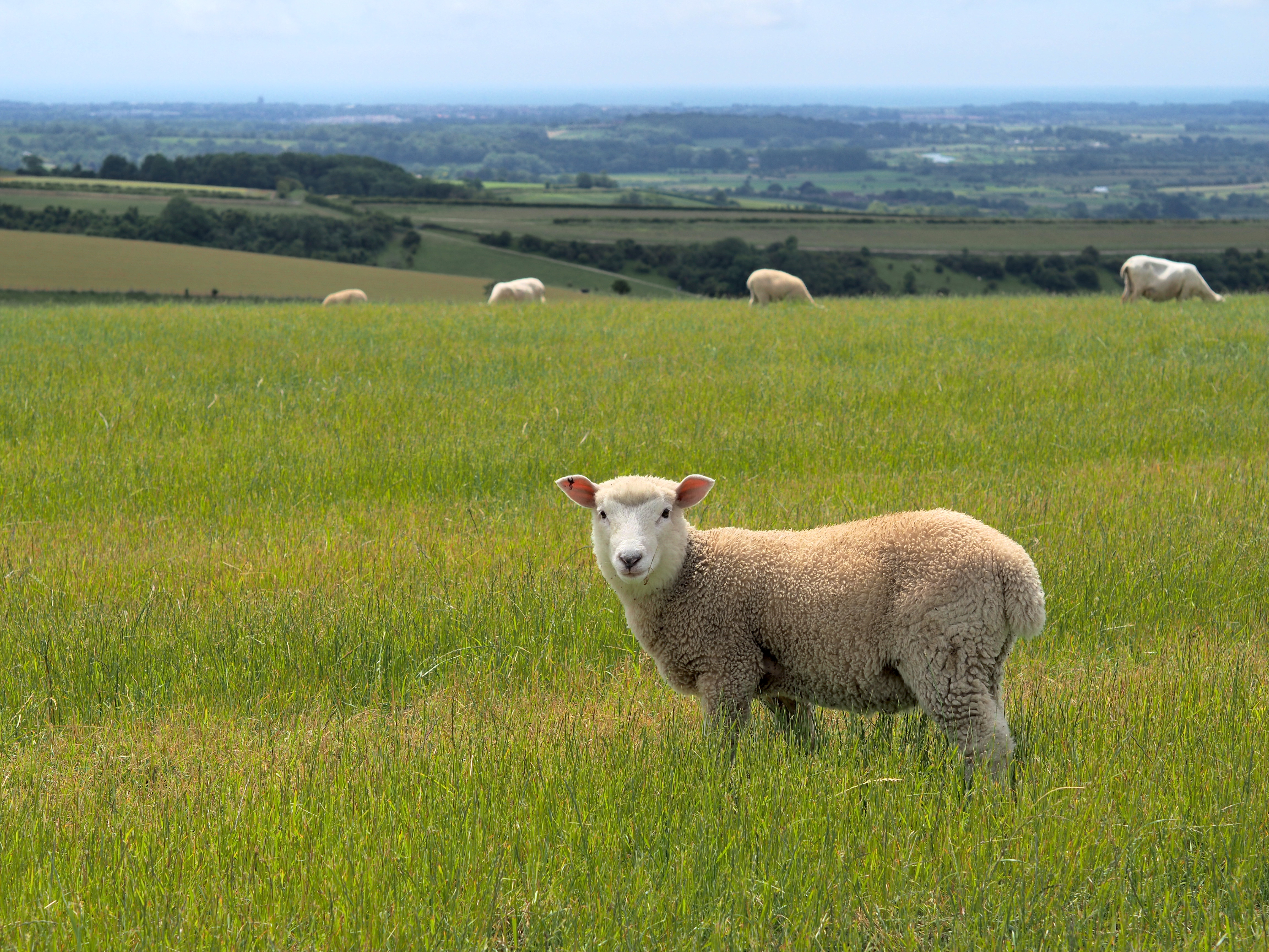 sheep in a green grassy field 