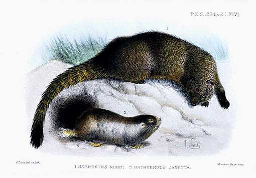 File:Smit.herpestes ruddiand Bathyergus janetta.jpg