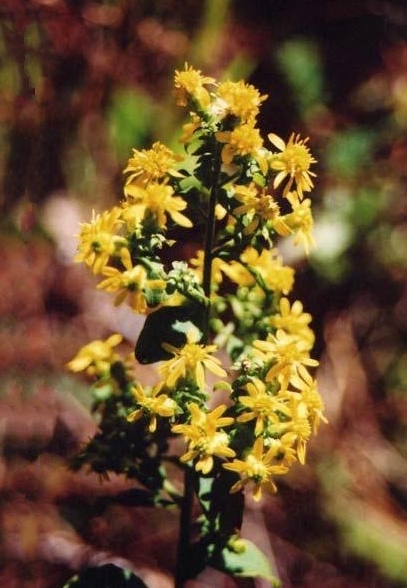 File:Solidago villosicarpa.jpg