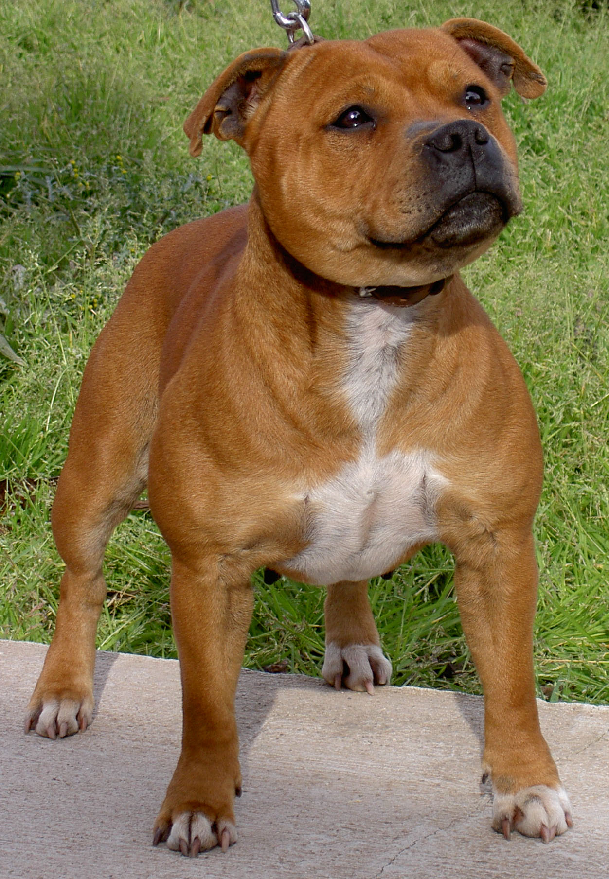 Staffordshire Bull Terrier Wikipedia La Enciclopedia Libre