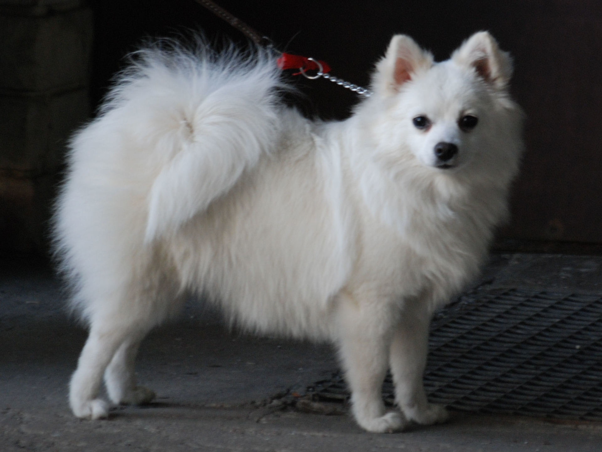 Italian sales spitz dog