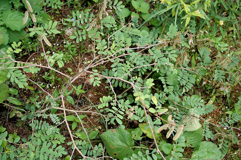 File:Tephrosia villosa (Kesal Unhali) in Hyderabad, AP W IMG 0388.jpg