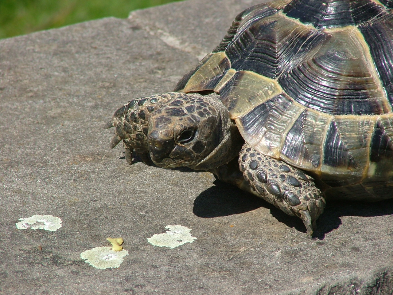 T turtle. Testudo marginata. Testudo Graeca GOLDMAXX. Степная черепаха. Черепахи в Греции.