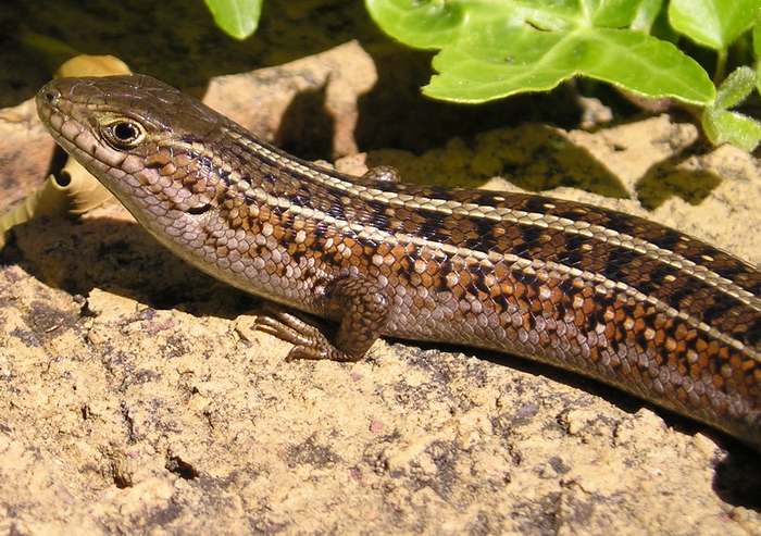 File:Trachylepis capensis.jpg