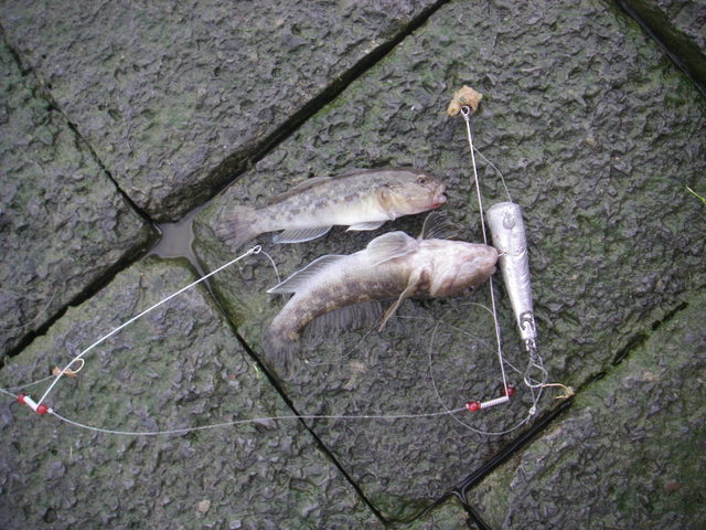 File:Two gudgeon blackmouth.JPG