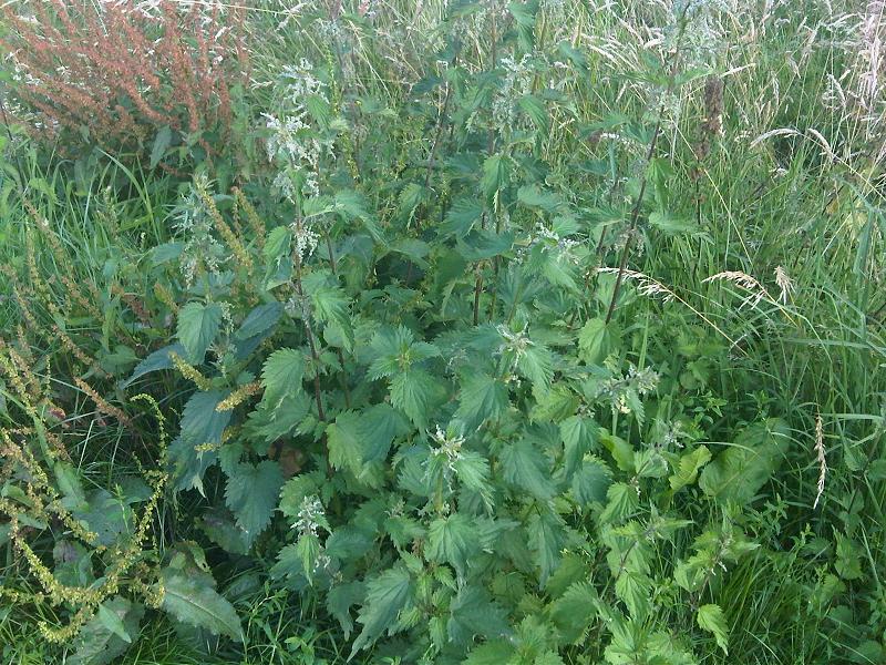 File:Urtica dioica 2 - Putney Heath Common 2011.08.02.jpg