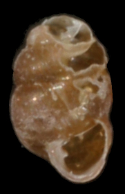 <i>Vertigo lilljeborgi</i> Species of gastropod