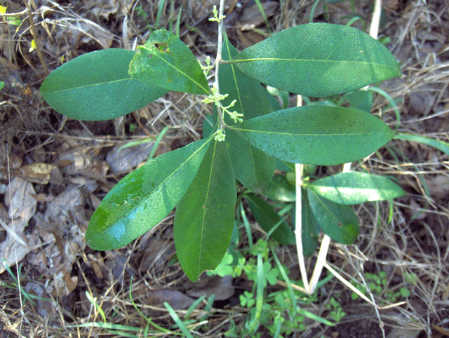 File:Wild-Olive-leaves.gif