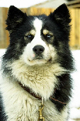 File:Yakutian Laika male.jpg