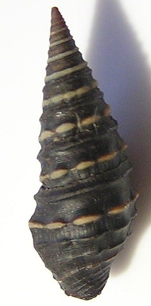 <i>Zonulispira</i> Genus of gastropods