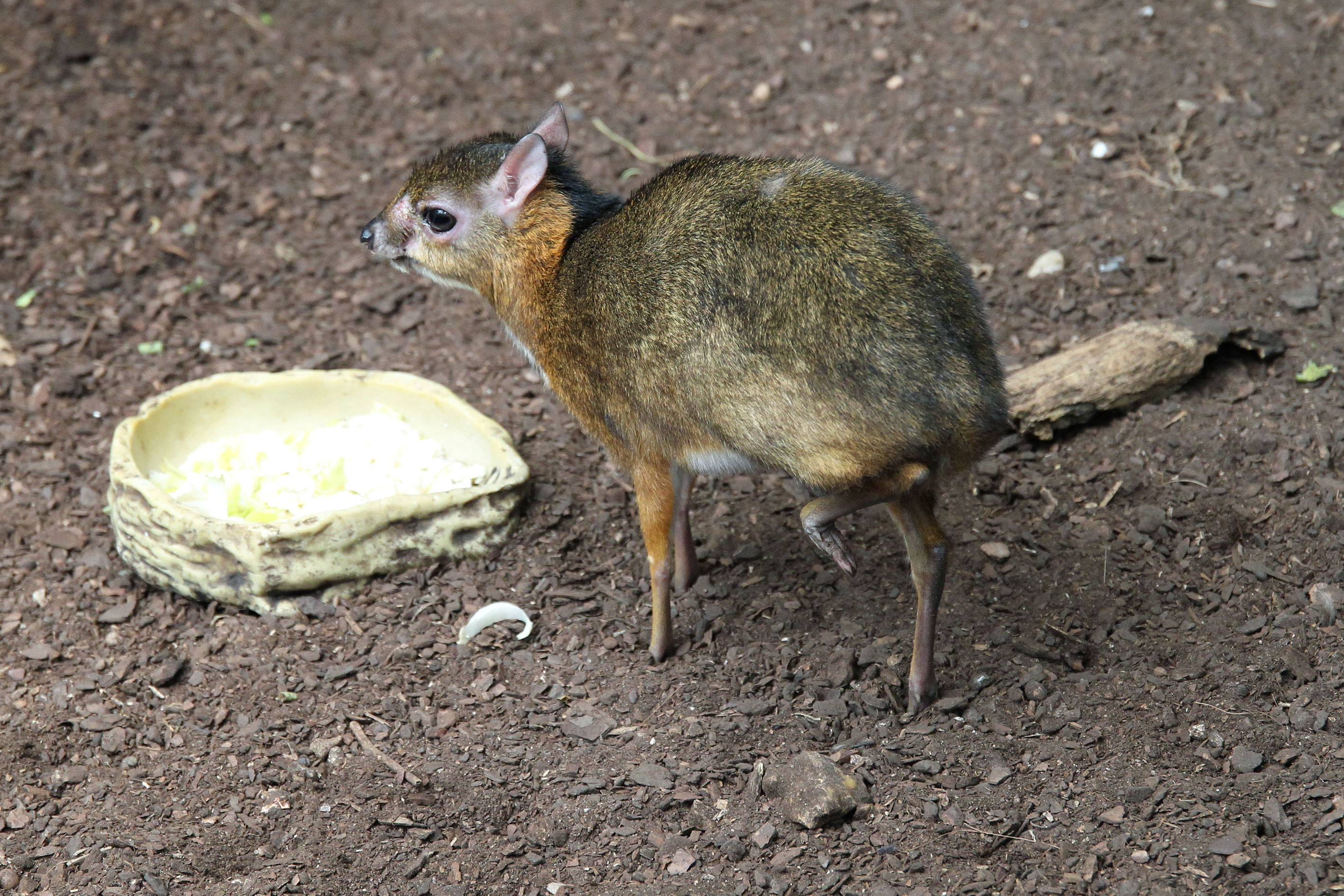 ZooParc de Beauval - Wikidata