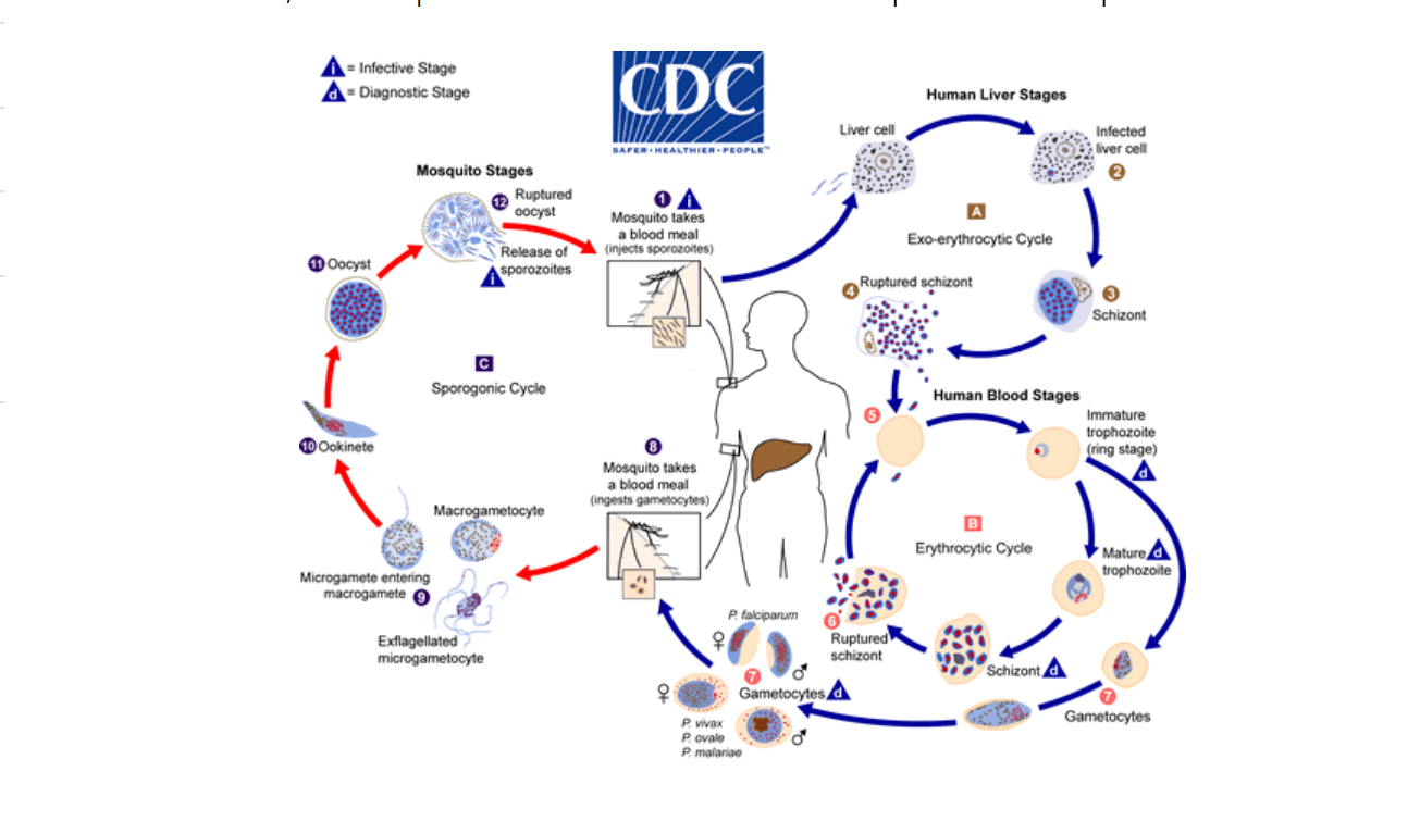 Image Malaria Life cycle