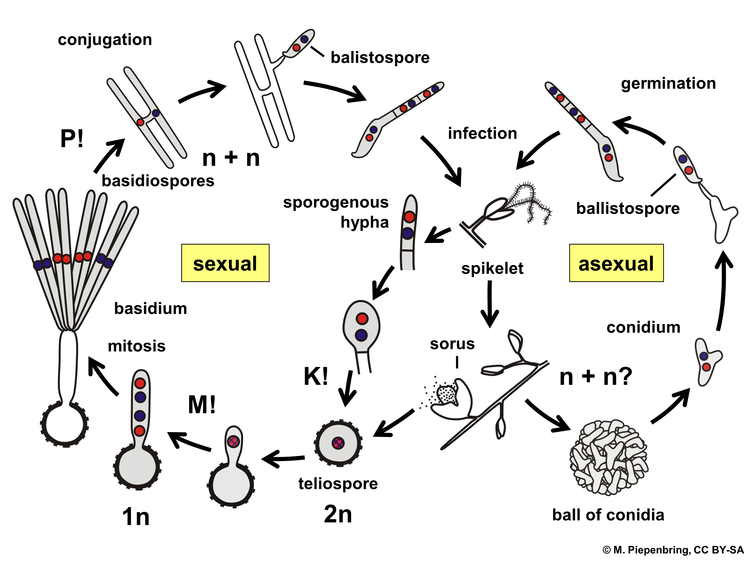 deuteromycota diagram