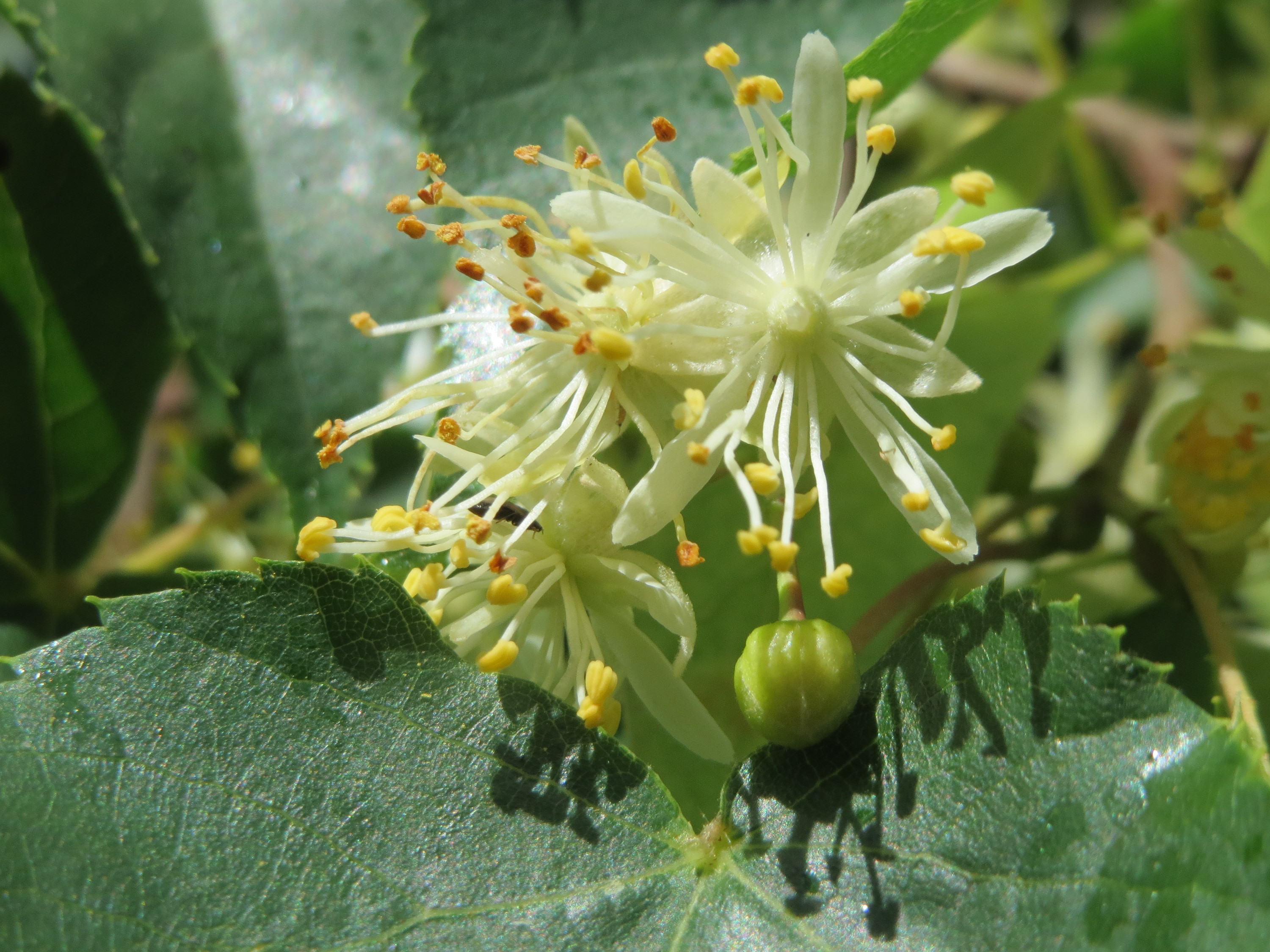 Acca kappa tilia cordata