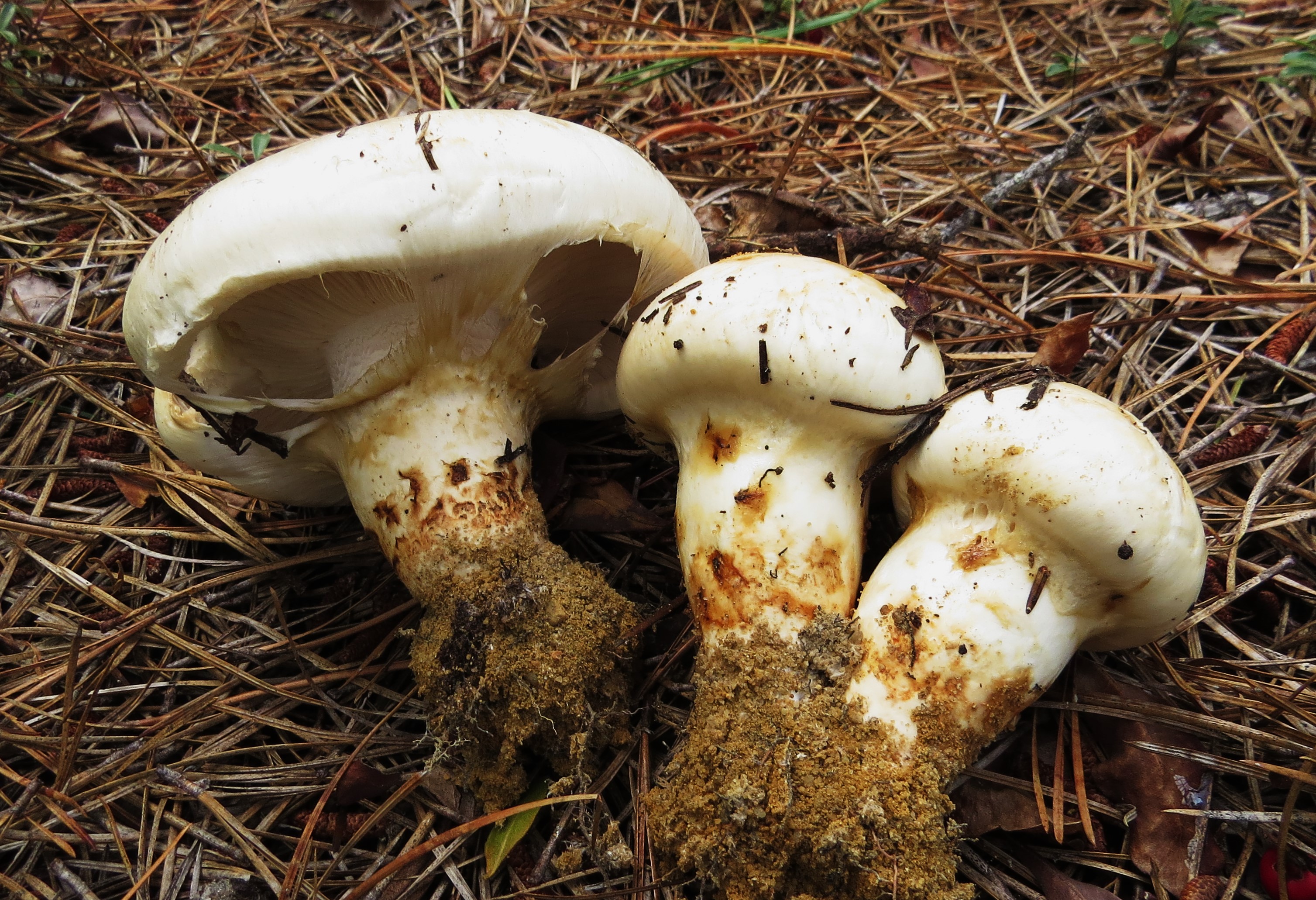 Tricholoma magnivelare - Wikipedia