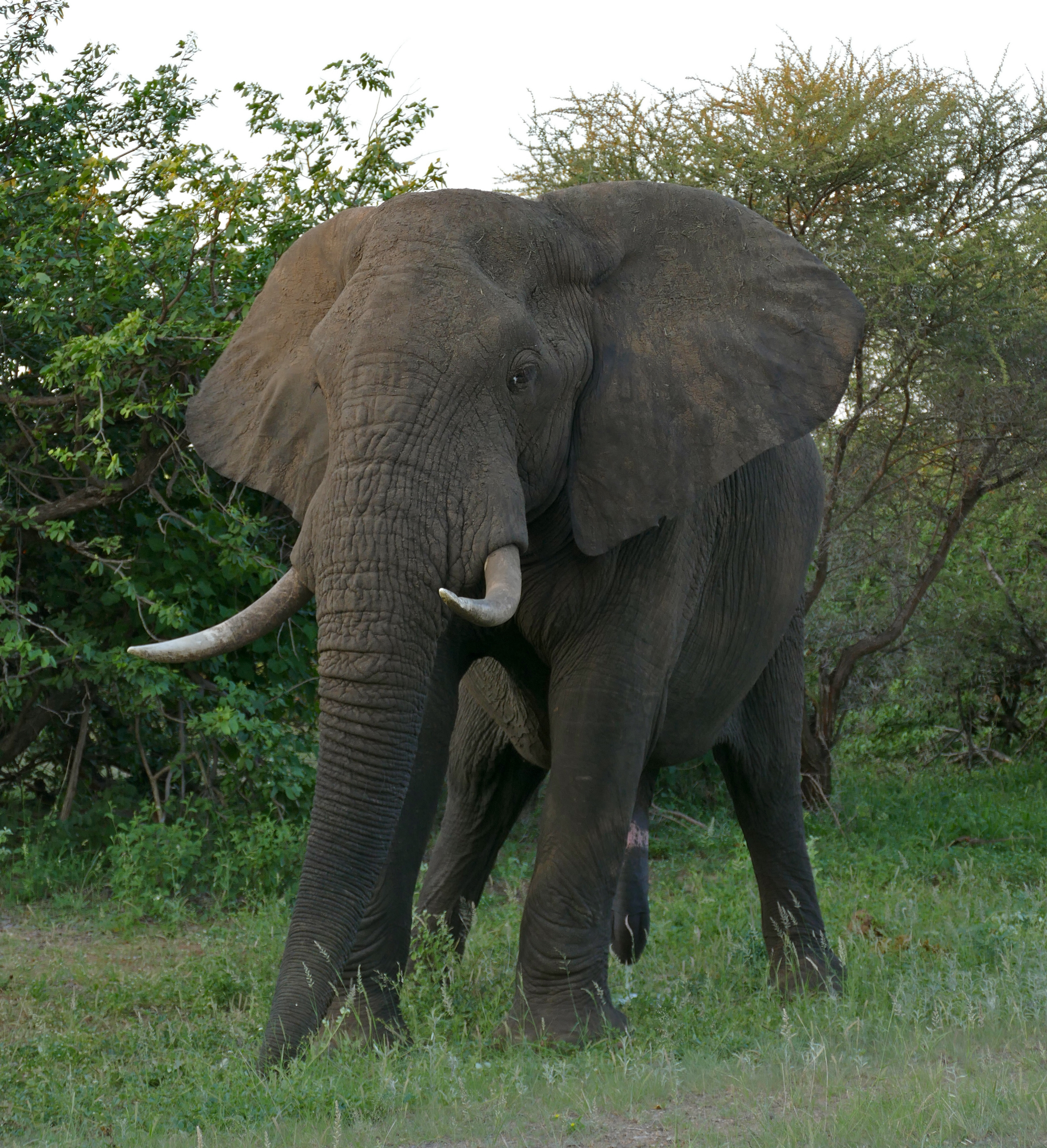 Elefántok látványa. Sokkal kevesebb afrikai elefánt van, mint gondoltuk