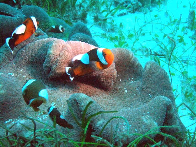 File:Amphiprion polymnus.jpg