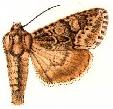 <i>Apamea pallifera</i> Species of moth