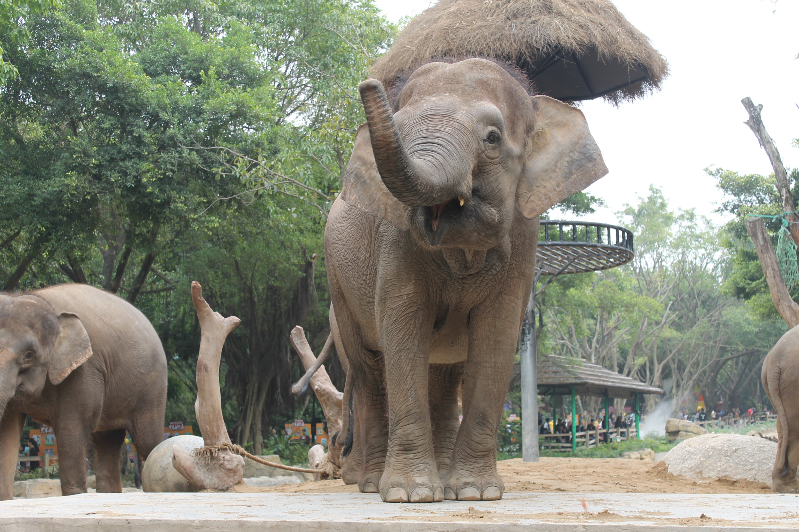 Сафари парк Гуанчжоу станция метро. Chimelong Safari Park feeding. Чимелонг парк в Гуанчжоу.