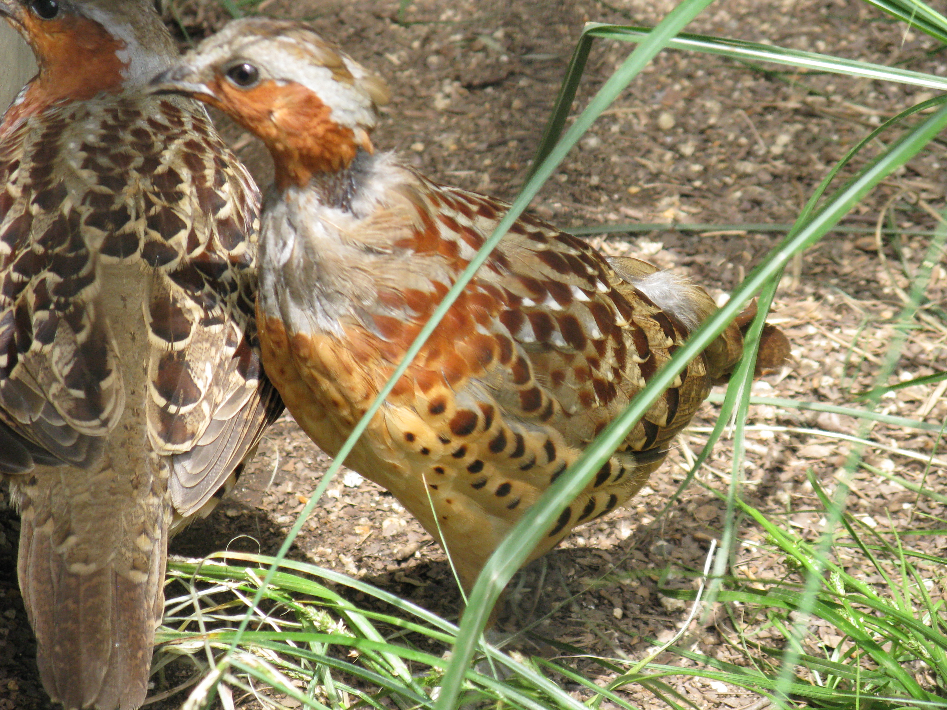 妖鳥ぐぃっぺぽ（コジュケイ）